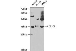 Western blot analysis of extracts of various cell lines, using C3 antibody (ABIN6131144, ABIN6136723, ABIN6136724 and ABIN6217618) at 1:1000 dilution. (AKR1C3 anticorps  (AA 1-323))
