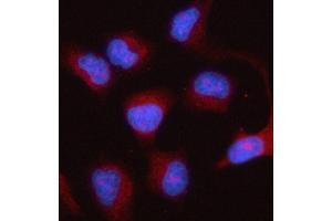 IF analysis of PTGES2/Gbf1 using anti-PTGES2/Gbf1 antibody (ABIN7599616).