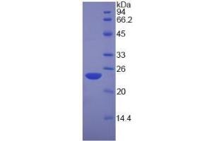 SDS-PAGE of Protein Standard from the Kit (Highly purified E. (Nucleolin Kit ELISA)