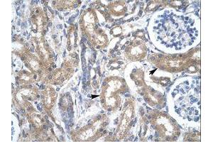 anti-Transcription Factor Dp-2 (E2F Dimerization Partner 2) (TFDP2) (N-Term) antibody
