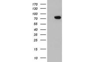 Western Blotting (WB) image for anti-rho GTPase Activating Protein 25 (ARHGAP25) antibody (ABIN1496704) (ARHGAP25 anticorps)