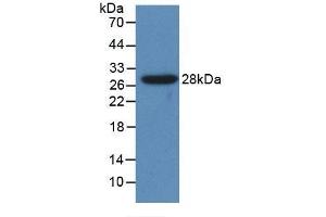 Detection of Recombinant CYP1A1, Human using Polyclonal Antibody to Cytochrome P450 1A1 (CYP1A1) (CYP1A1 anticorps  (AA 1-250))