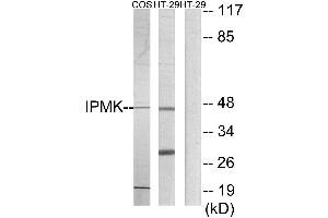 Western blot analysis of extracts from COS-7 cells and HT-29 cells, using IPMK antibody. (IPMK anticorps)