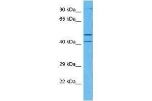 Host:  Rabbit  Target Name:  MCUR1  Sample Tissue:  Human Jurkat Whole Cell  Antibody Dilution:  1ug/ml (CCDC90A anticorps  (Middle Region))