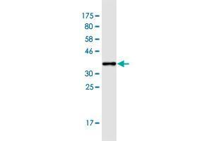 Western Blot detection against Immunogen (35.