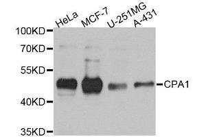 Western blot analysis of extracts of various cell lines, using CPA1 antibody. (CPA1 anticorps)
