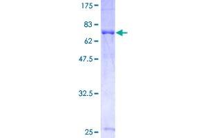 Image no. 1 for G Protein Pathway Suppressor 1 (GPS1) (AA 1-475) protein (GST tag) (ABIN1355656)