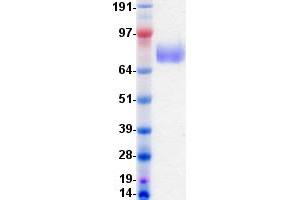 Validation with Western Blot