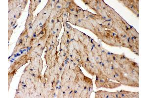 Anti- FXYZ1 Picoband antibody, IHC(P) IHC(P): Mouse Cardiac Muscle Tissue