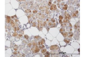 Immunoperoxidase of monoclonal antibody to CLEC2D on formalin-fixed paraffin-embedded human salivary gland.