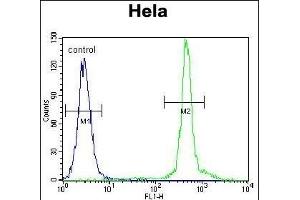 ASXL1 Antibody (Center) (ABIN655084 and ABIN2844718) flow cytometric analysis of Hela cells (right histogram) compared to a negative control cell (left histogram).