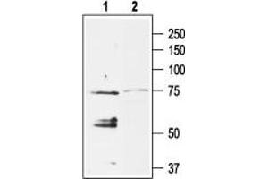 Western blot analysis of rat heart membranes: - 1. (KCNJ5 anticorps  (Intracellular, N-Term))