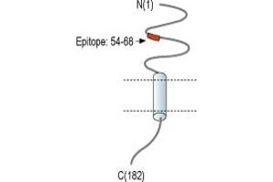 Representative domain view of the target of ABIN7885364.