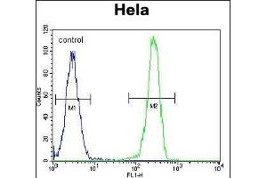 LGR5 (GPR49) Antibody (Center) f flow cytometric analysis of Hela cells (right histogram) compared to a negative control cell (left histogram). (LGR5 anticorps  (AA 443-473))