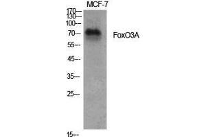 Western Blot (WB) analysis of specific cells using FoxO3A Polyclonal Antibody. (FOXO3 anticorps  (Ser385))