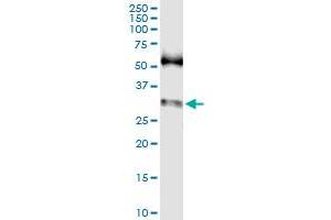 Immunoprecipitation of SNAI1 transfected lysate using anti-SNAI1 MaxPab rabbit polyclonal antibody and Protein A Magnetic Bead , and immunoblotted with SNAI1 purified MaxPab mouse polyclonal antibody (B02P) . (SNAIL anticorps  (AA 1-264))