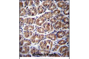 GA Antibody (C-term) (ABIN656756 and ABIN2845978) immunohistochemistry analysis in formalin fixed and paraffin embedded human stomach tissue followed by peroxidase conjugation of the secondary antibody and DAB staining. (GPM6A anticorps  (C-Term))