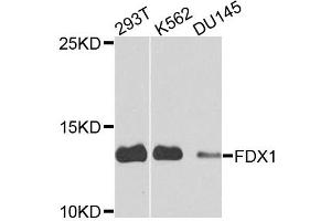Western blot analysis of extracts of various cell lines, using FDX1 antibody. (Ferredoxin1 (FDX1) anticorps)