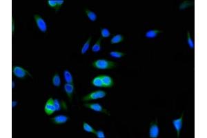 Immunofluorescent analysis of Hela cells using ABIN7164109 at dilution of 1:100 and Alexa Fluor 488-congugated AffiniPure Goat Anti-Rabbit IgG(H+L) (ARL6IP5 anticorps  (AA 136-188))