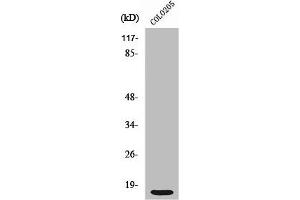 Western Blot analysis of COLO205 cells using Ribosomal Protein S12 Polyclonal Antibody (RPS12 anticorps  (C-Term))