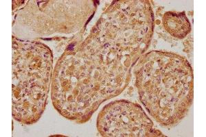 IHC image of ABIN7166428 diluted at 1:400 and staining in paraffin-embedded human placenta tissue performed on a Leica BondTM system.