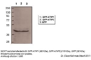 WB Suggested Anti-MTUS1 Antibody Titration:    Positive Control:  Total Cell Lysates (MTUS1 anticorps  (N-Term))