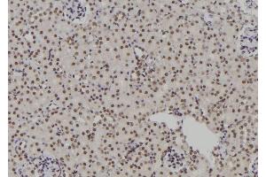 ABIN6276931 at 1/100 staining Rat kidney tissue by IHC-P. (POLR2I anticorps  (Internal Region))