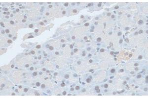 Immunohistochemistry of paraffin-embedded Rat pancreas using ZNF581 Polyclonal Antibody at dilution of 1:100 (40x lens). (ZNF581 anticorps)