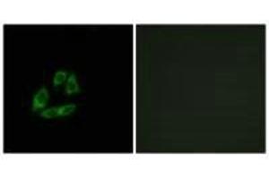 Immunofluorescence analysis of A549 cells, using ARFIP1 antibody. (ARFIP1 anticorps)