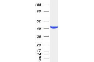 Validation with Western Blot
