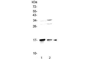 Western blot testing of 1) rat brain and 2) mouse brain lysate with LC3A antibody at 0. (MAP1LC3A anticorps)