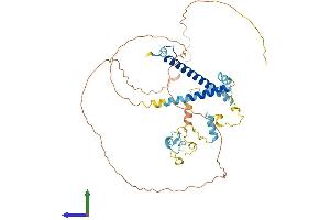 AlphaFold protein structure predicition of Human Recombinant CIR1 Protein, UniprotID Q86X95 (CIR1 Protein (AA 1-450) (His tag))
