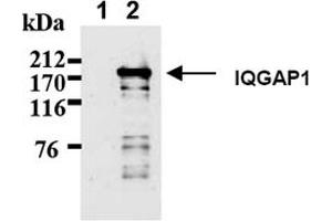 Western Blotting (WB) image for anti-IQ Motif Containing GTPase Activating Protein 1 (IQGAP1) antibody (ABIN487492) (IQGAP1 anticorps)