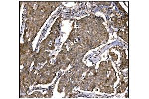 IHC analysis of Caspase-9/CASP9 using anti-Caspase-9/CASP9 antibody (ABIN7600340). (Caspase 9 anticorps  (AA 18-416))