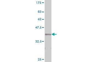 Western Blot detection against Immunogen (35.