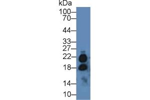 Western blot analysis of Mouse Testis lysate, using Human IL17 Antibody (2 µg/ml) and HRP-conjugated Goat Anti-Rabbit antibody ( (IL-17 anticorps  (AA 20-155))