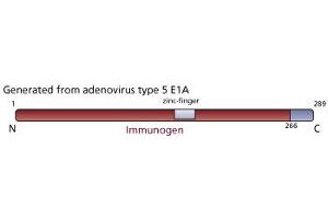 Image no. 2 for anti-Human Adenovirus type 5 E1A (HAdV-5 E1A) antibody (ABIN967414) (Humain Adenovirus type 5 E1A (HAdV-5 E1A) anticorps)