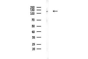 anti-NODAL Modulator 2 (NOMO2) (C-Term) antibody