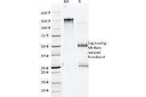 SDS-PAGE Analysis Purified Annexin A1 Mouse Monoclonal Antibody (ANEX 5E4/1). (Annexin a1 anticorps)