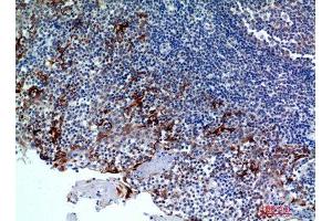 Immunohistochemistry (IHC) analysis of paraffin-embedded Human Tonsils2, antibody was diluted at 1:100. (CMTM8 anticorps)