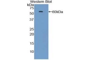 Western blot analysis of the recombinant protein. (HSP70 1A anticorps  (AA 1-641))