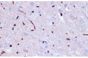 Immunohistochemistry of paraffin-embedded Mouse brain using PROK2 Polyclonal Antibody at dilution of 1:100 (40x lens). (PROK2 anticorps)