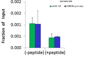 Chromatin Immunoprecipitation (ChIP) Using SMARCA1 antibody - N-terminal region  and HCT116 Cells