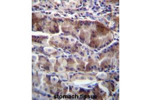 anti-Neurensin 2 (NRSN2) (AA 135-165), (C-Term) antibody