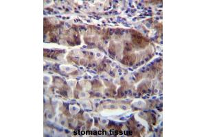 NRSN2 Antibody (C-term) immunohistochemistry analysis in formalin fixed and paraffin embedded human stomach tissue followed by peroxidase conjugation of the secondary antibody and DAB staining. (NRSN2 anticorps  (C-Term))