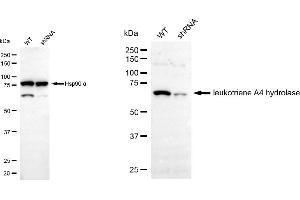 Western blotting analysis using leukotriene A4 hydrolase antibody (ABIN7799260).
