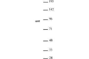 NR3C1 antibody (pAb) tested by Western blot.