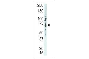 The anti-MEG2 Pab (ABIN392827 and ABIN2842255) is used in Western blot to detect MEG2 in A549 cell lysate.