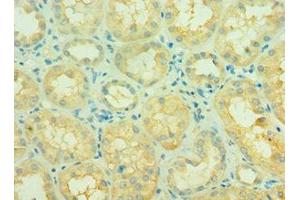Immunohistochemistry of paraffin-embedded human kidney tissue using ABIN7160859 at dilution of 1:100