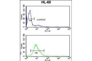 EXOSC8 Antibody (C-term) (ABIN389276 and ABIN2839406) flow cytometry analysis of HL-60 cells (bottom histogram) compared to a negative control cell (top histogram).